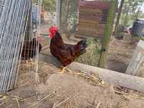 Galo Rhode Island red puro 10 meses