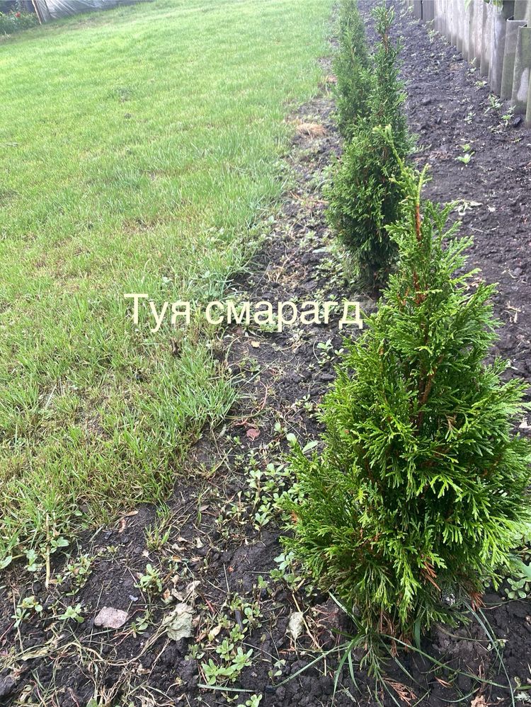 Продаж туй ,гортензій ,лаванди та інш