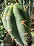 Trichocereus p kaktus kuzyn San Pedro z Peru plus gratisy