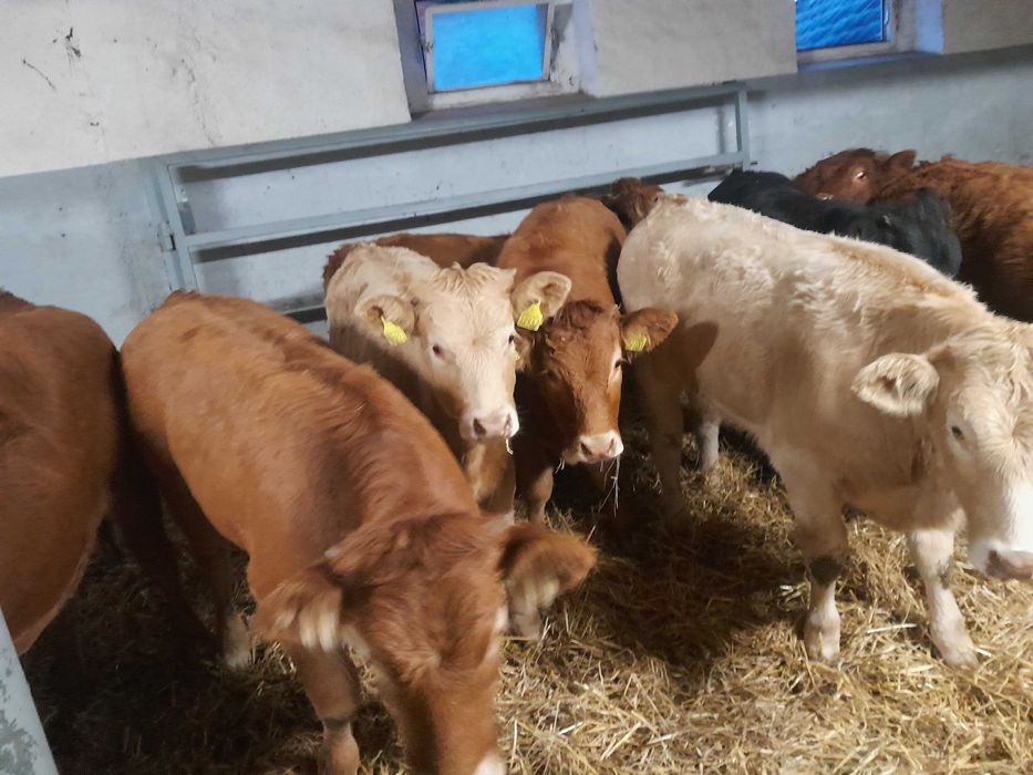 21 jałówek odsadki 300kg