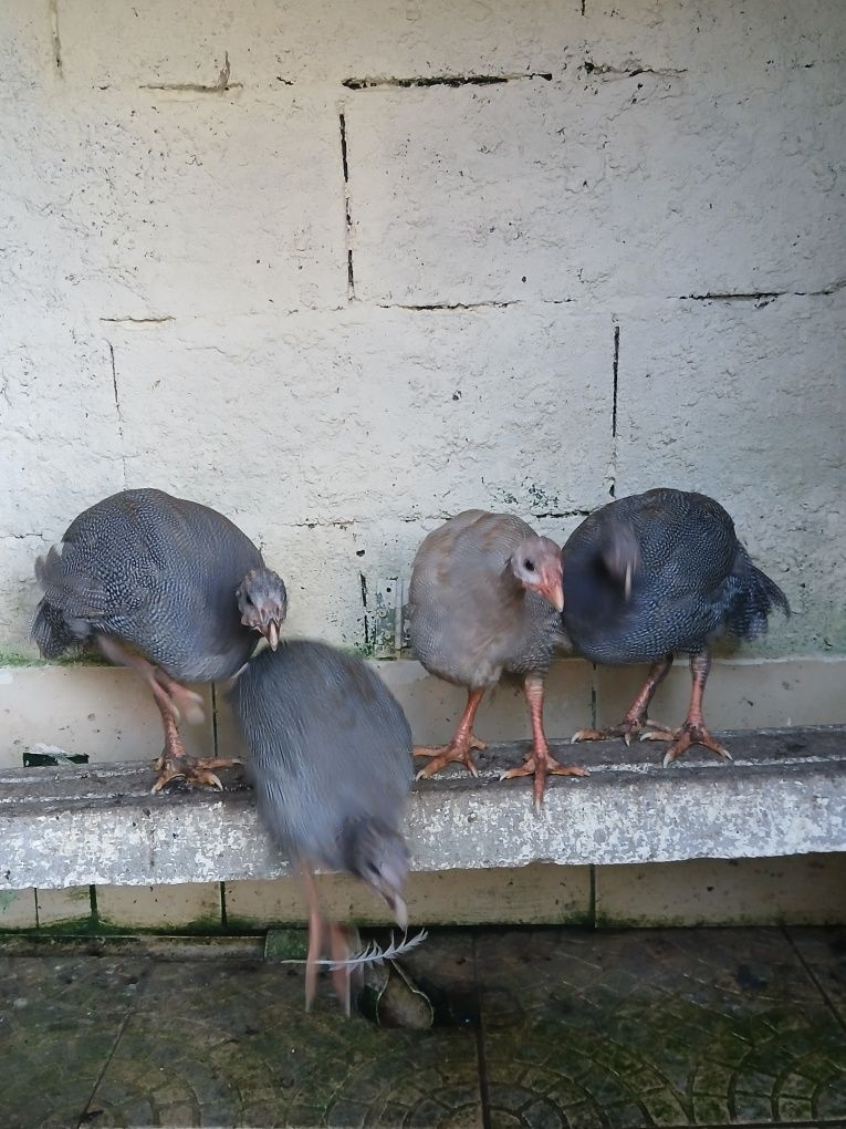 Galinhas de angola