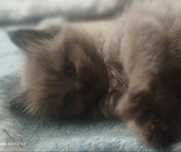 Ragdoll Mink ,kocurek,czekoladowy.