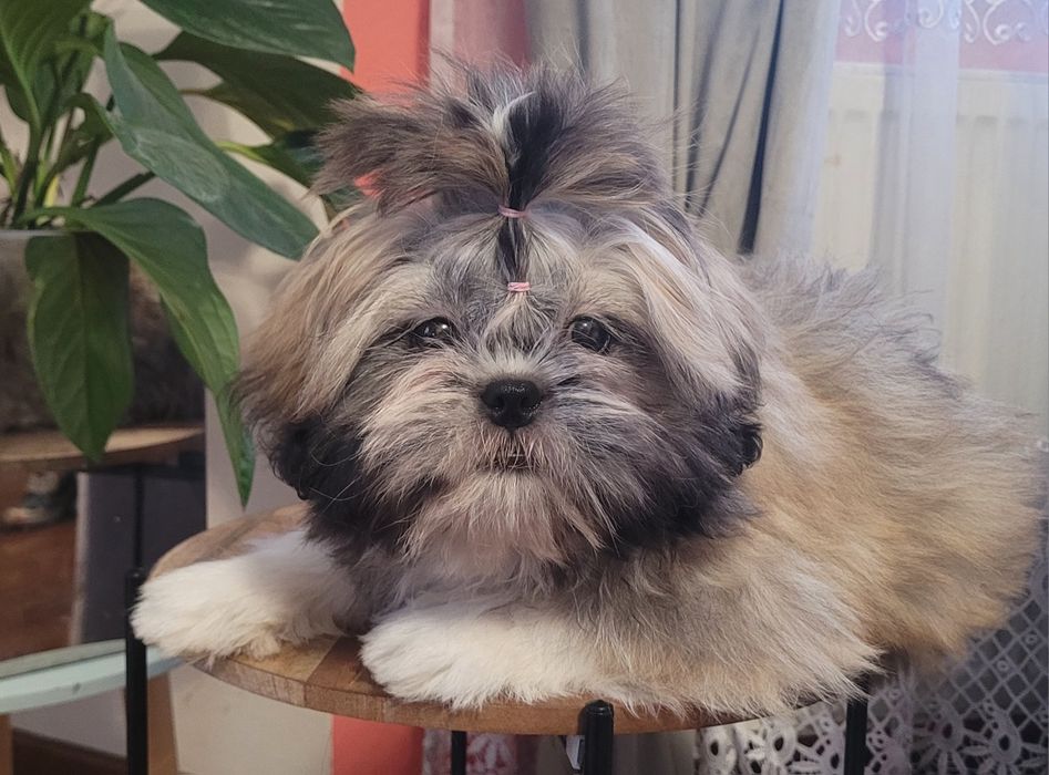 Shih - tzu suczka