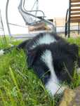 Pies border collie