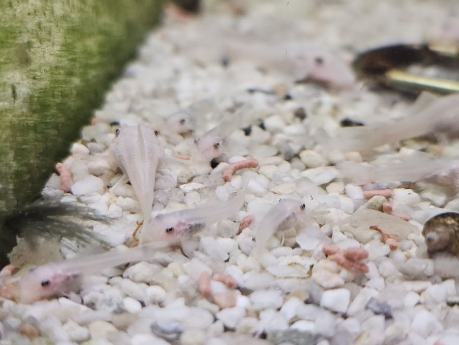Ancistrus snow white młode