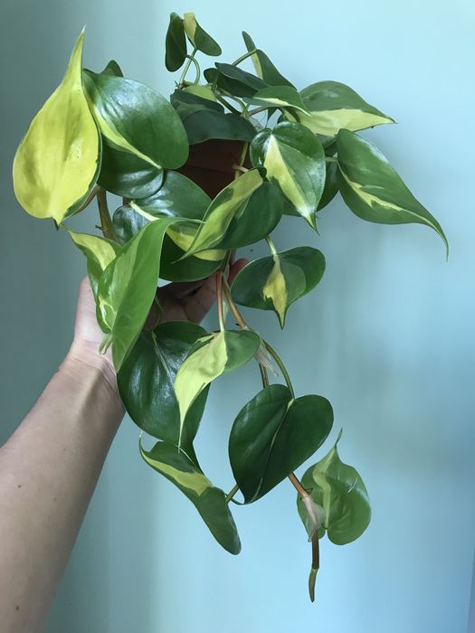 Филодендрон Бразил
