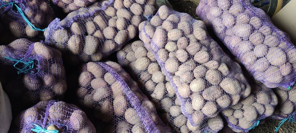 Продам картоплю 15 грн, моркву 15 грн, буряк 15 грн