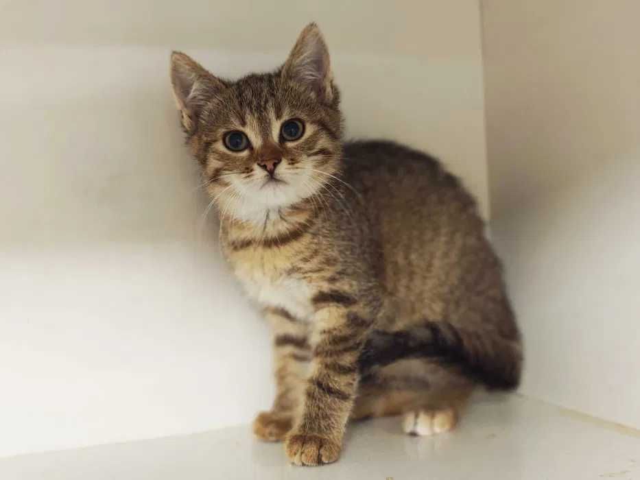 Пуша гарне котеня 2 міс шукає дім