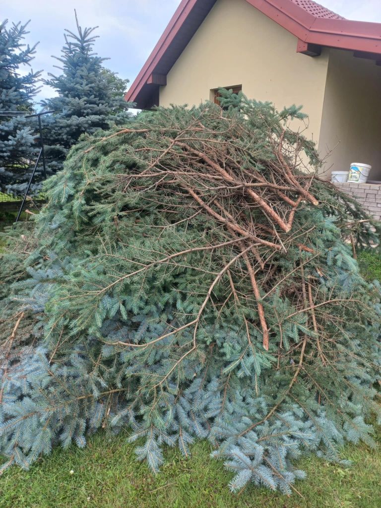 Oddam za darmo gałęzie