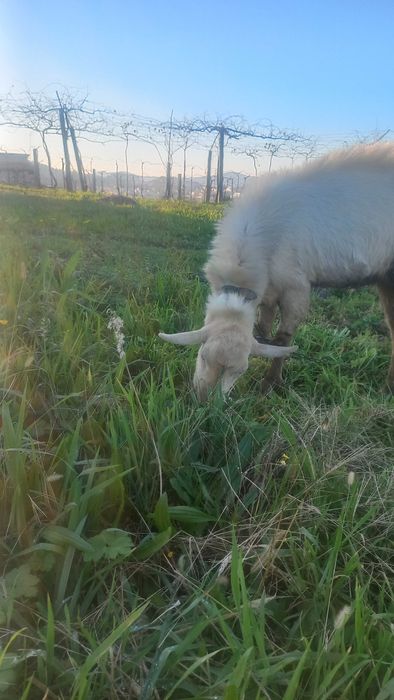 Cabrito de boa raça