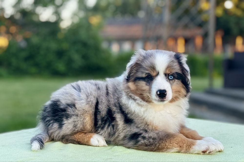 Amerykański owczarek miniaturowy- MAS - Mini Aussie- piesek FCI