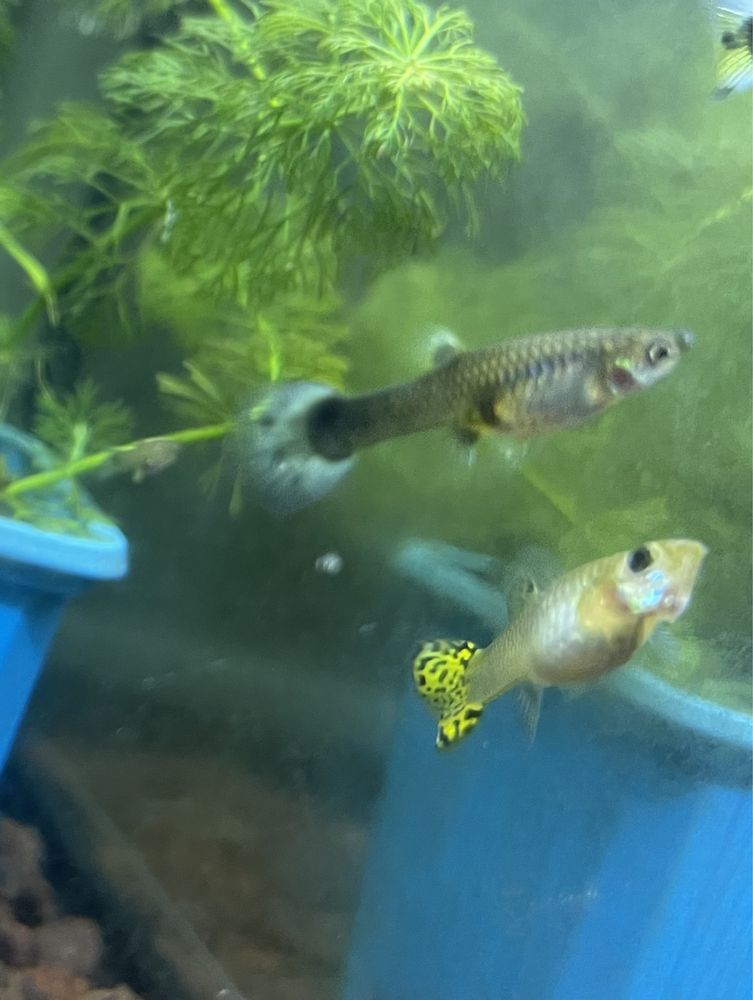 Guppys sortidos variados