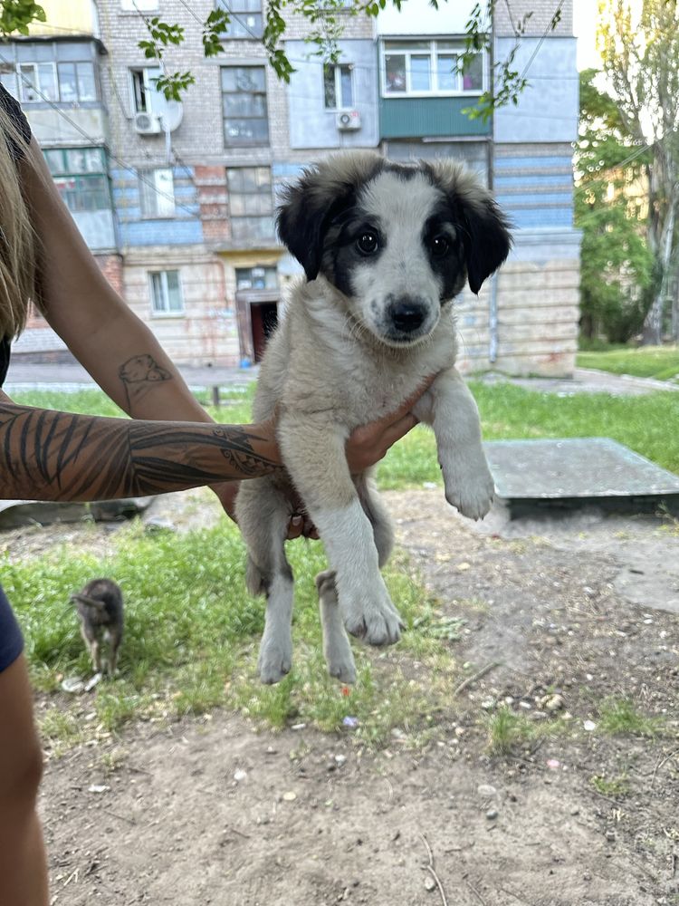 Щенки в добрые руки! С линии фронта