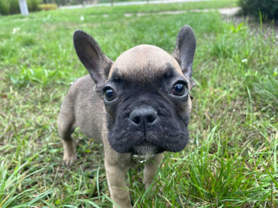 Buldog Francuski, pies Buldoga Francuskiego nie SUKA