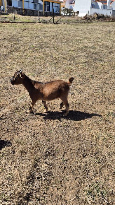 Cabras anãs fêmeas para venda