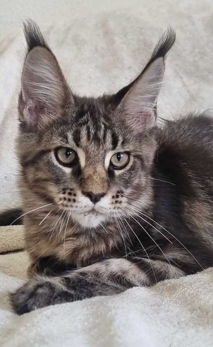Gatinho Maine Coon