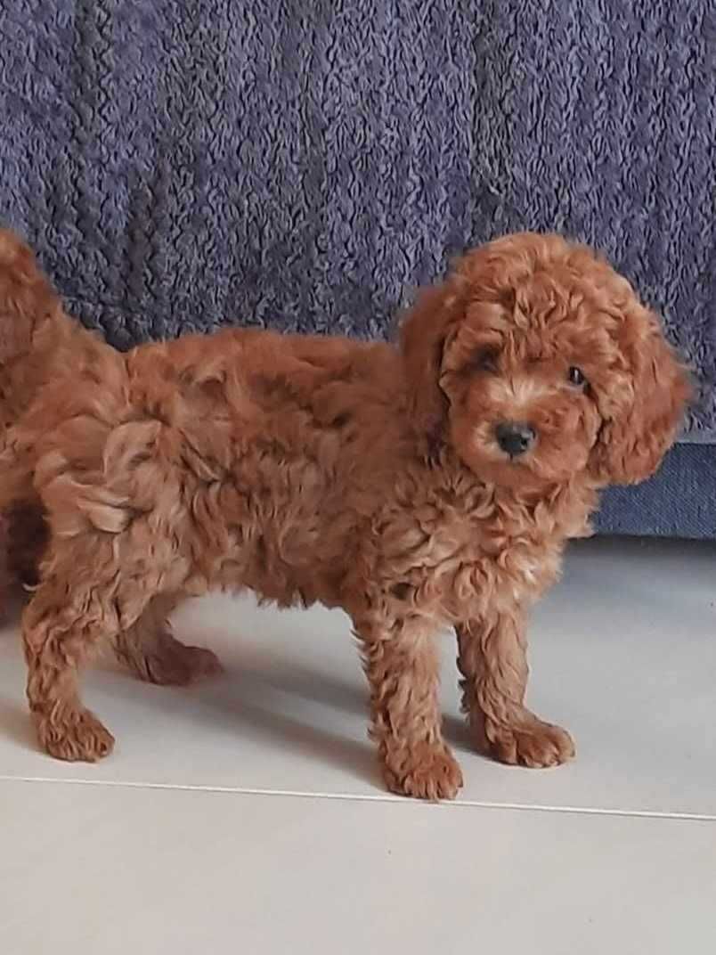 Pudel toy  suczka Red Karinka