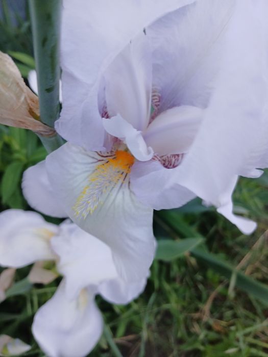 Садовые цветы, разные, Кампис