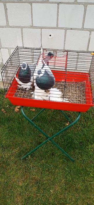 Gołębie różnych ras