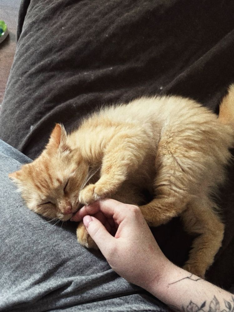 Котик Трім шукає дім