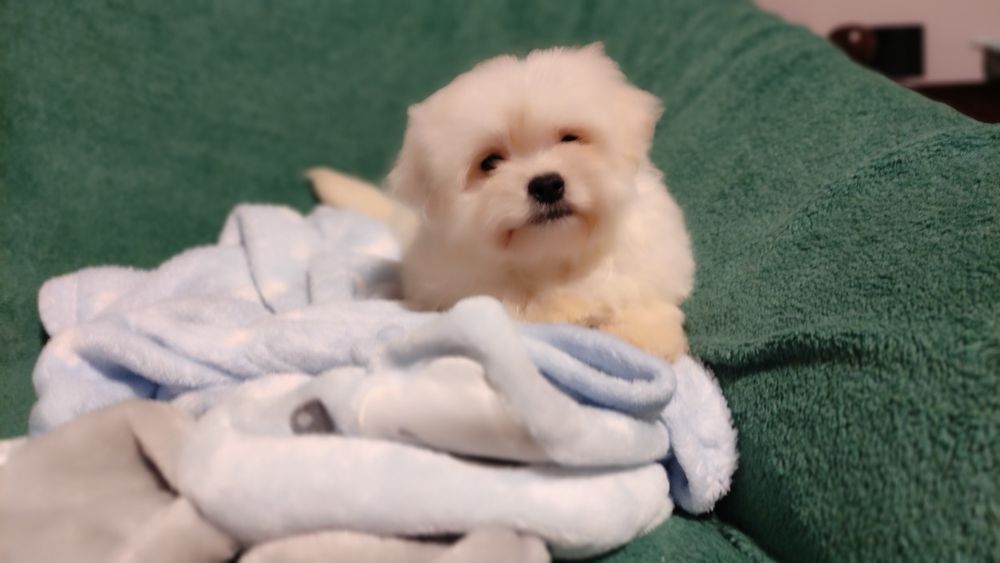 Maltipoo suczka Warszawa pudel maltańczyk