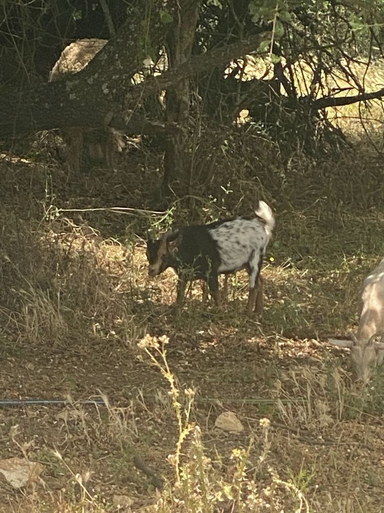 Vendo cabras anãs
