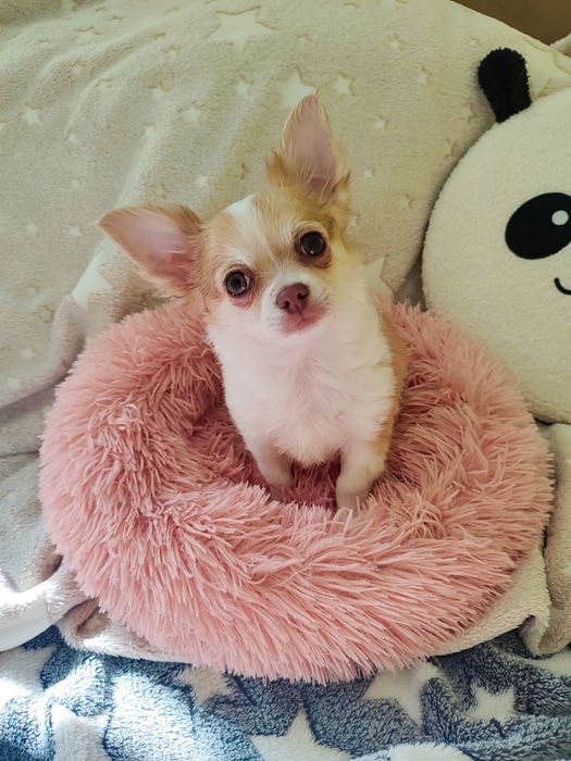 Chihuahua długowłosy