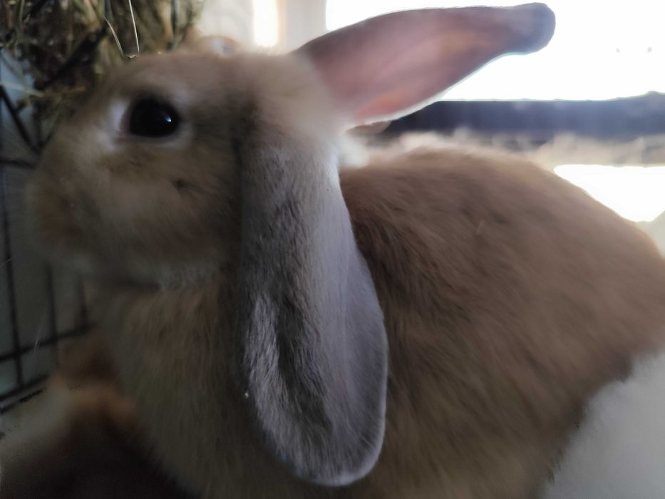 Кролик Декоративный