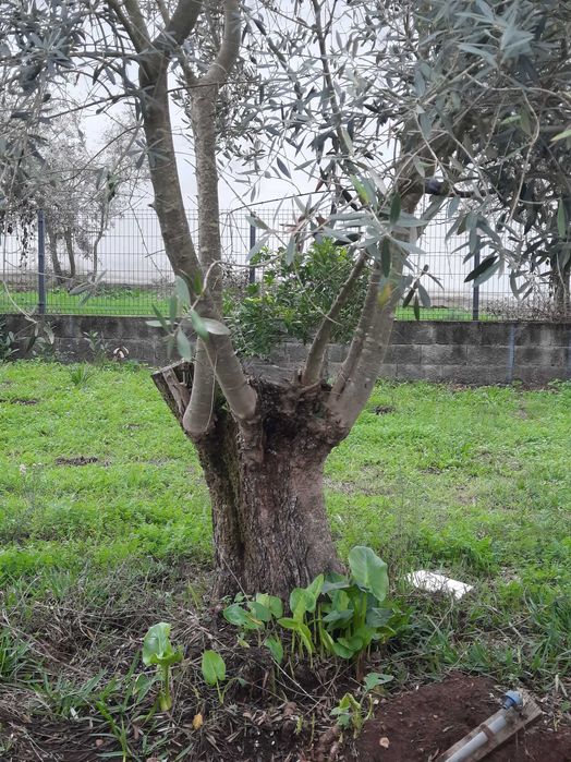 Vendo oliveiras galegas