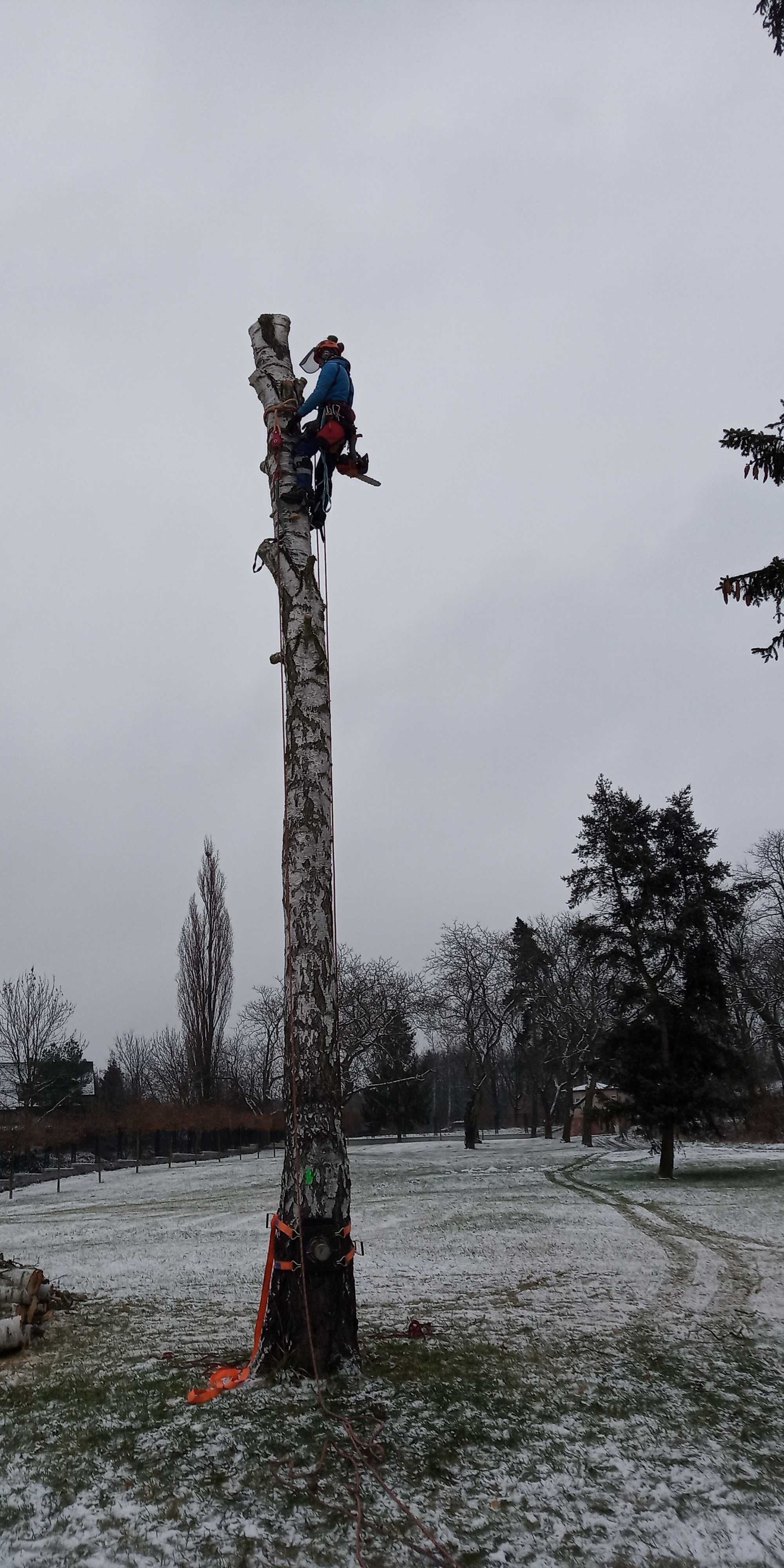 Wycinka drzew, pielęgnacja