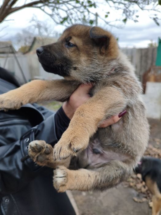 Віддам даром в гарні руки