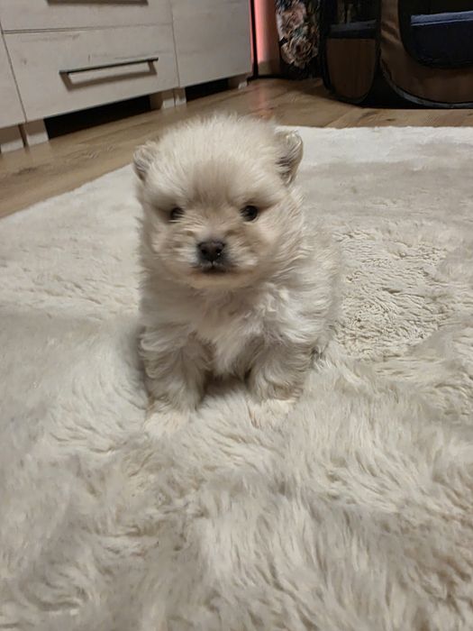 Szpic minaturowy typ misia boo chłopczyk