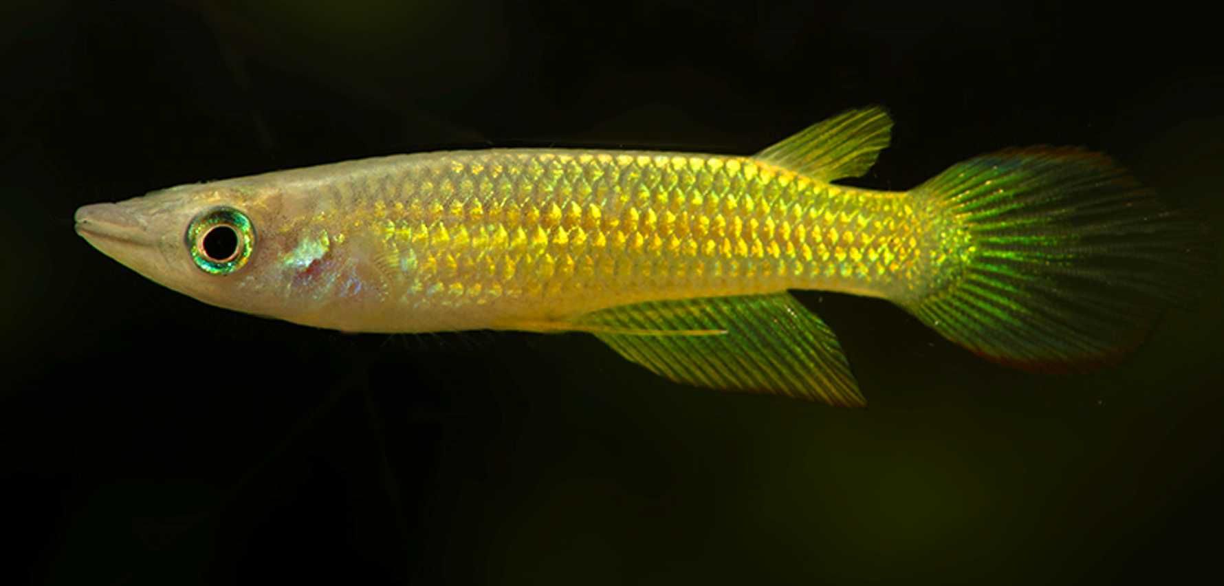 Szczupieńczyk pręgowany odmiana ZŁOTA - Aplocheilus lineatus - wysyłka