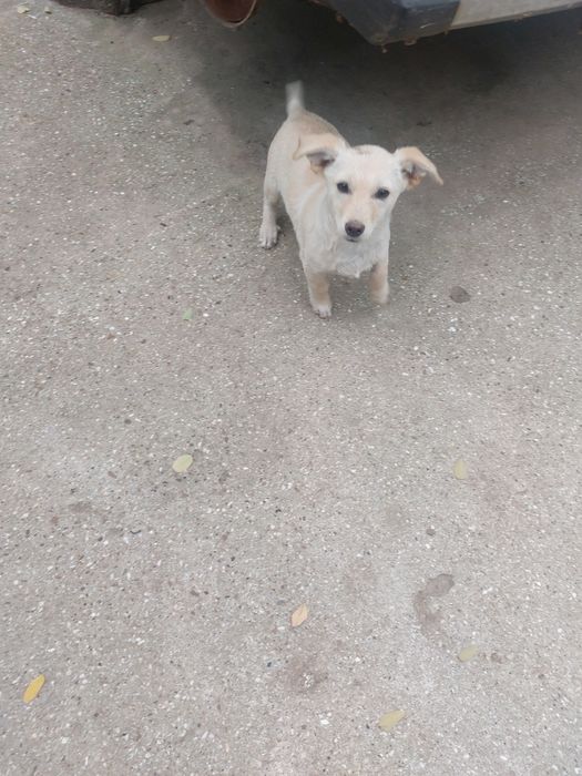 Щенок в хорошие руки