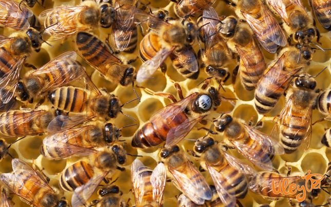 Пчёлы, семья