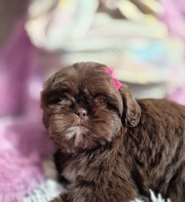 Przepiękna czekoladowa sunia Shih-Tzu gotowa do odbioru