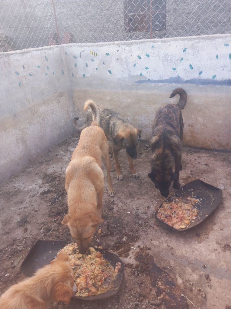 Dou cães e cadelas serra da estrela