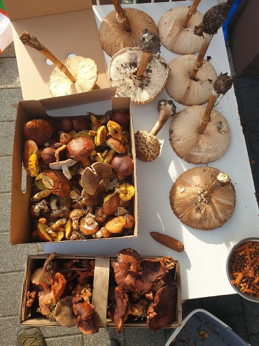 Sprzedam swieze grzyby podgrzybki rydze kanie sowy maslaki