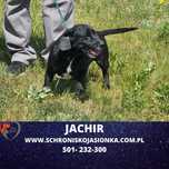 Jamnik mix Jachir szuka domu -schronisko Jasionka-aktualne