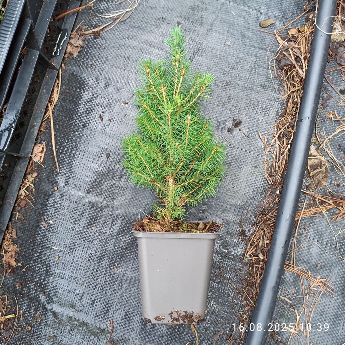 Świerk zielony Conica choinka