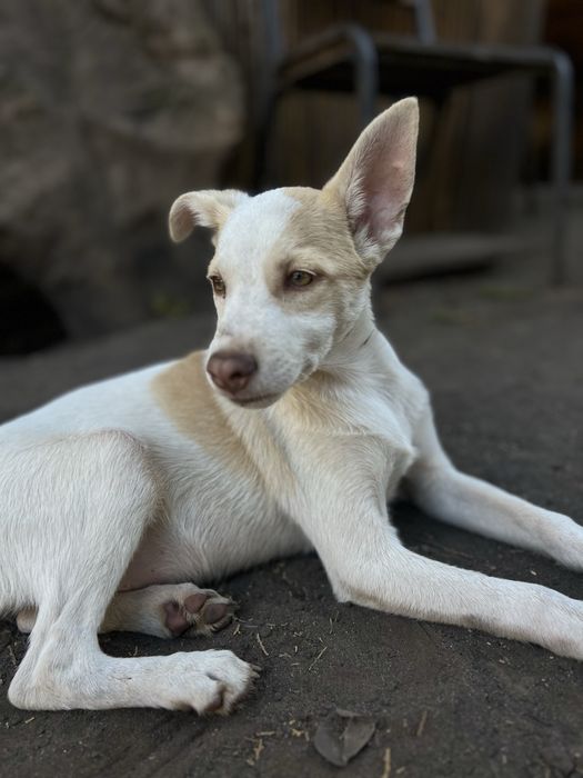 Лейла щенок девочка