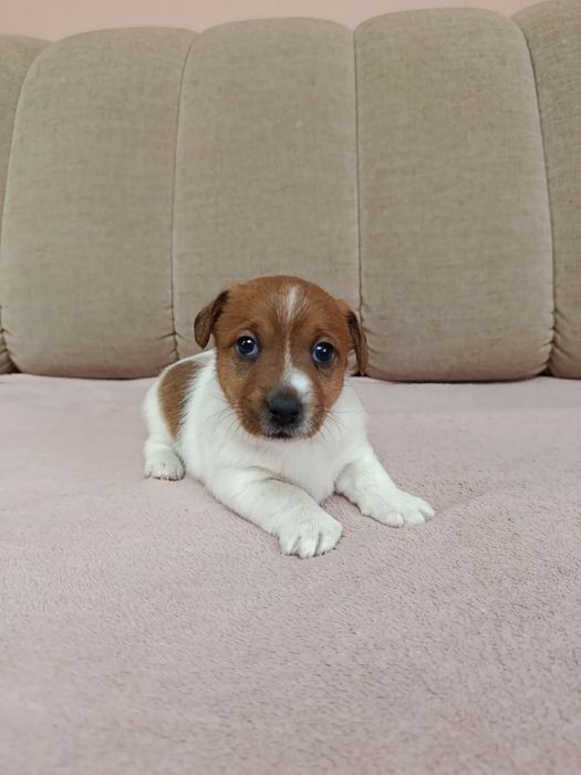 Śliczna suczka Jack Russell Terrier