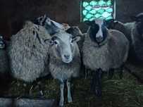 Продам вівці романівські