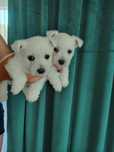 West highlad white terrier