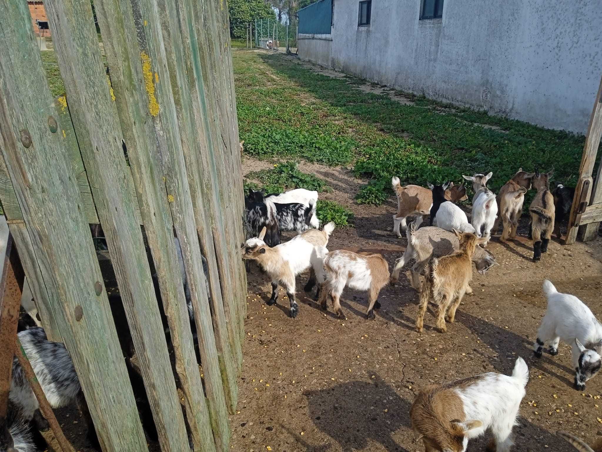 Cabras Anãs Setubal