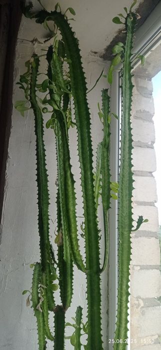 Кактус молочай / кактус