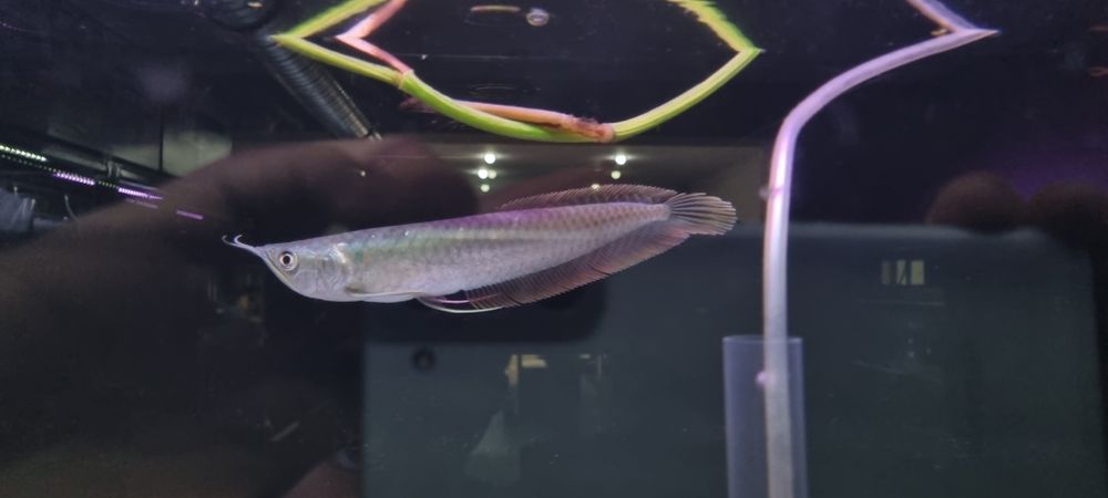 Arowana srebrna 20cm