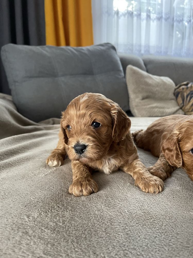 Cavapoo Samiec F1 badania