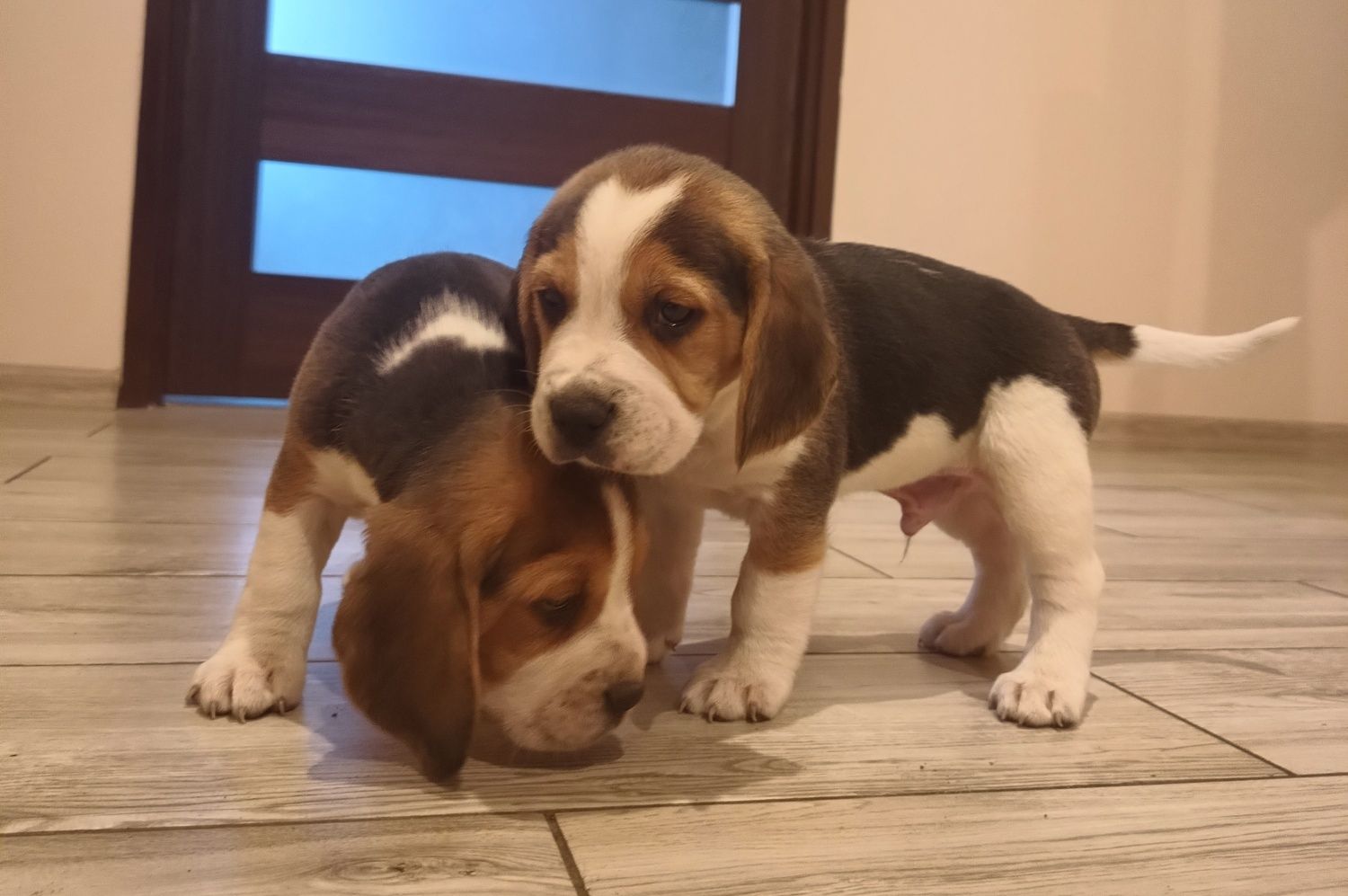 Szczeniak Beagle tricolor