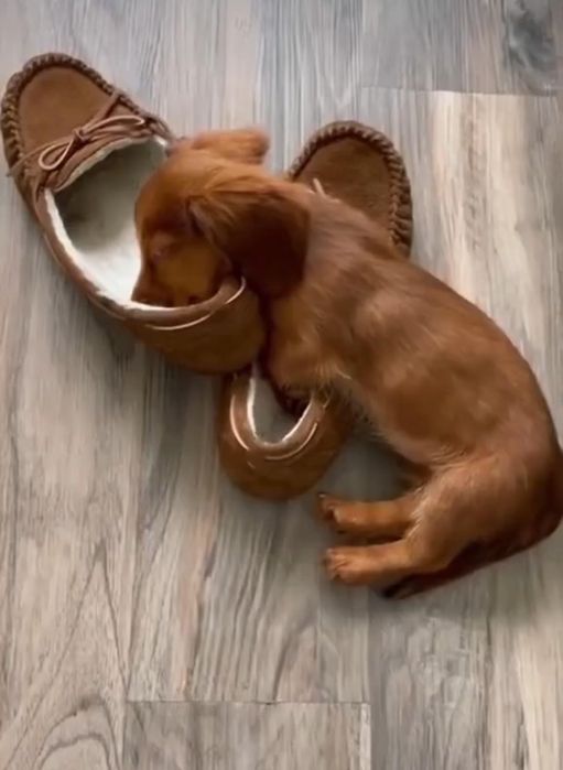 Довгошерстні руді таксята